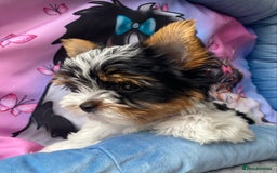 Yorkshire Terrier dogs for sale: Beautiful very small xxxs Biewer Yorkshire Terrier - Image 39
