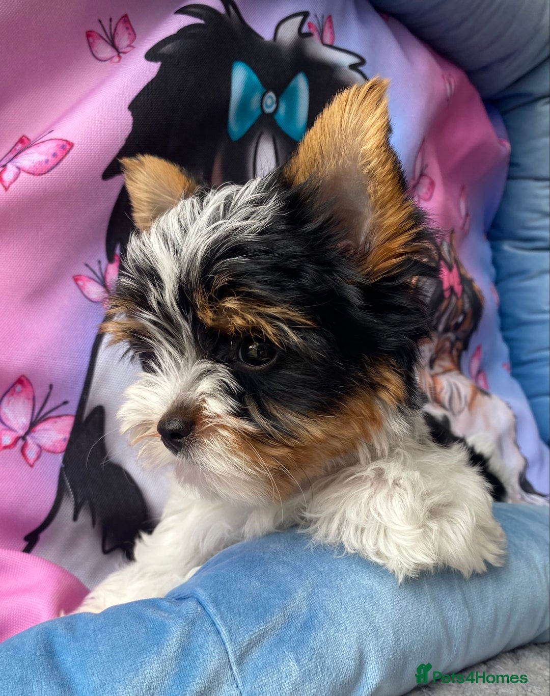 Yorkshire Terrier dogs for sale: Beautiful very small xxxs Biewer Yorkshire Terrier - Image 39