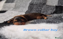 Cockapoo dogs for sale: Beautiful F1 Cockapoo puppies - Image 7