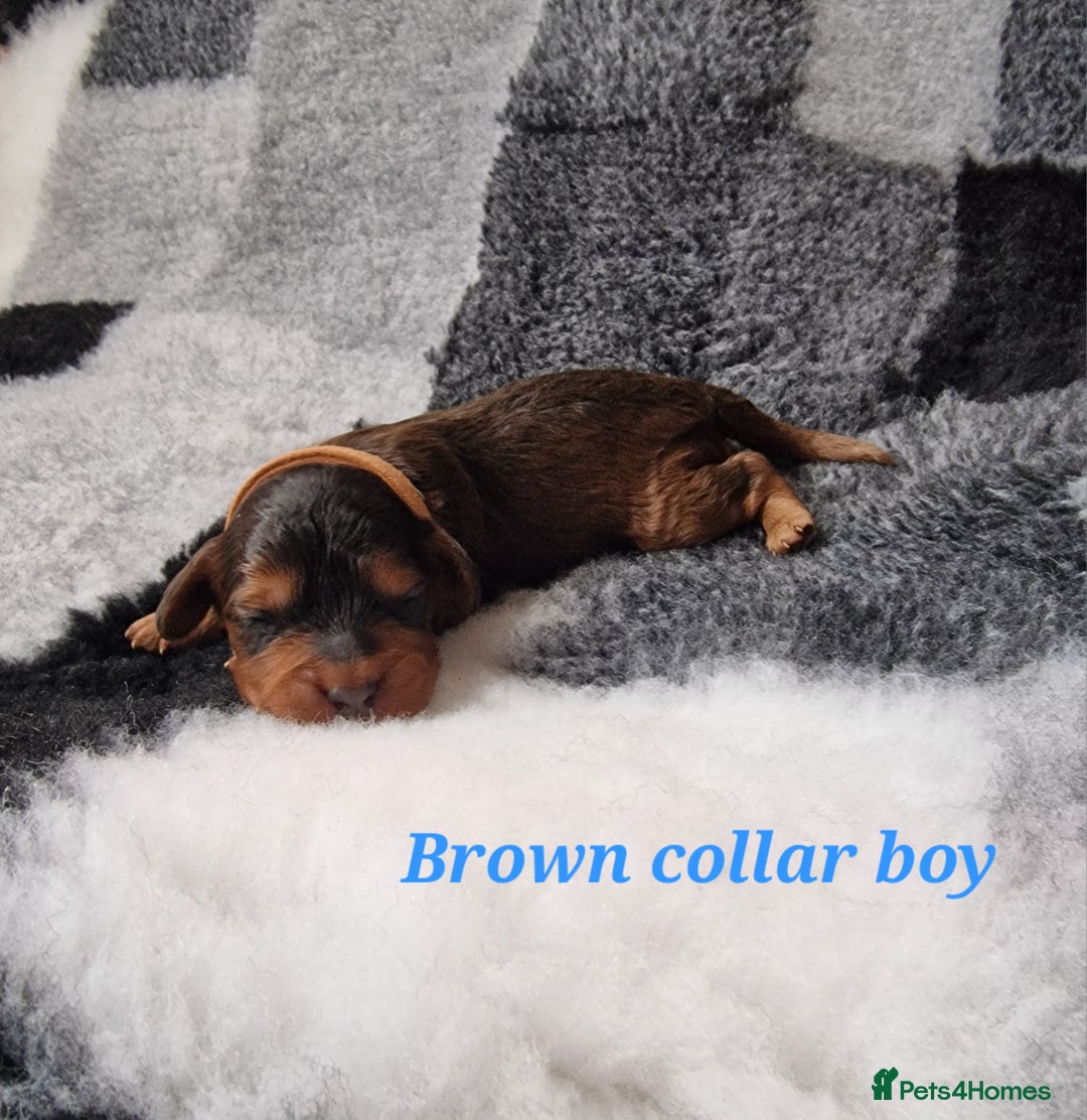 Cockapoo dogs for sale: Beautiful F1 Cockapoo puppies - Image 7