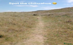 Chihuahua dogs for sale: Chihuahua  - Image 11