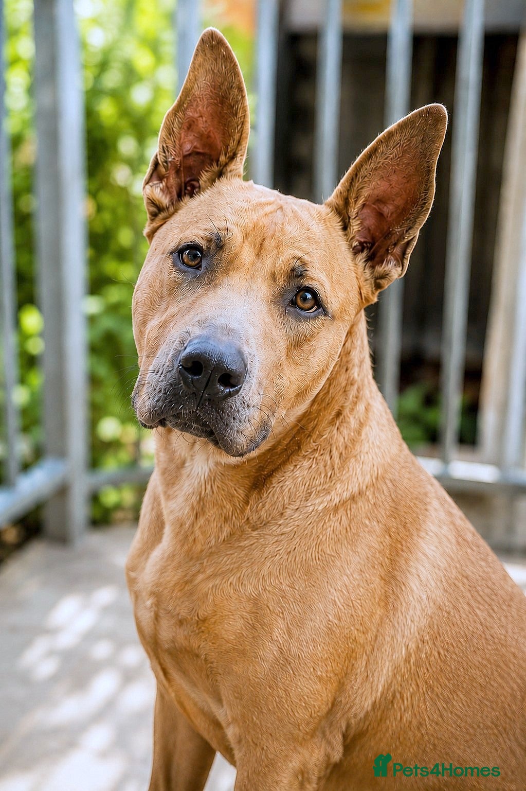 Mixed Breed dogs for adoption: 🧡RUBY – Young Girl Desperately Needing a Chance🧡 - Advert 2