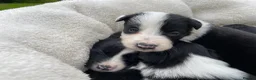 Border Collie dogs for sale: Beautiful Border Collie Puppies in Grassington - Advert 13