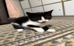 British Shorthair cats for sale: Litter of 6 kittens (3 left) - Image 5