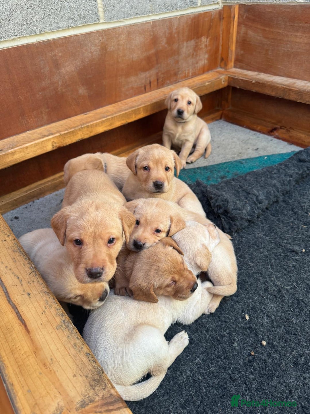Labrador Retriever dogs for sale: Labrador Retrievers For Sale - Image 25