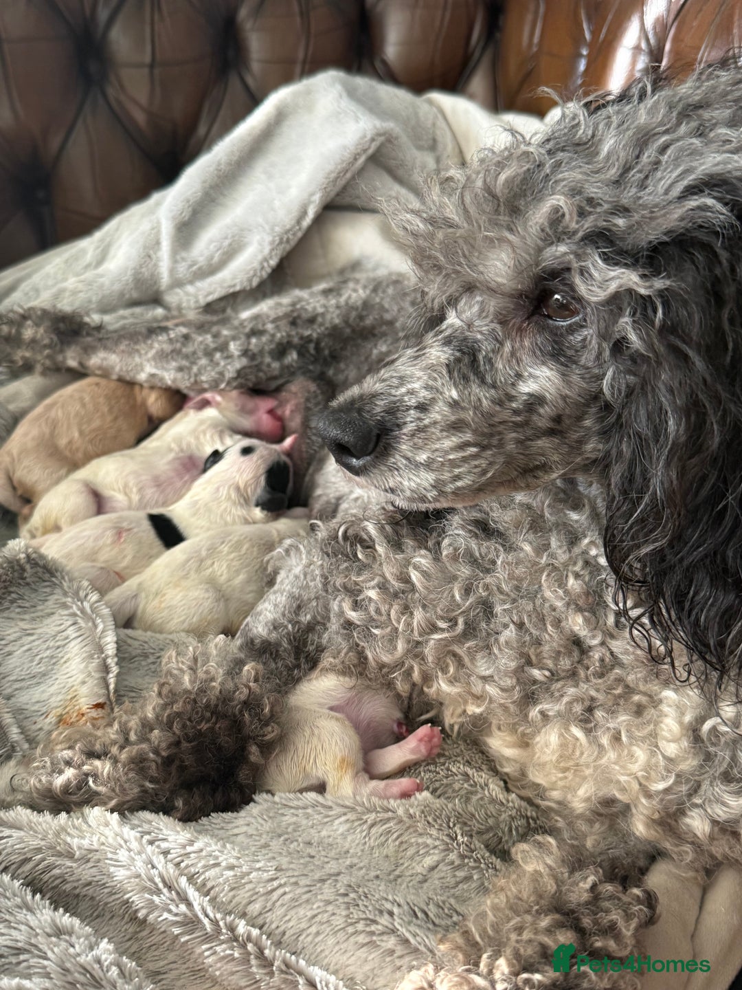 Maltipoo dogs for sale: 🌟 RARE COLOURED MALTIPOO PUPPIES 🌟 - Image 1