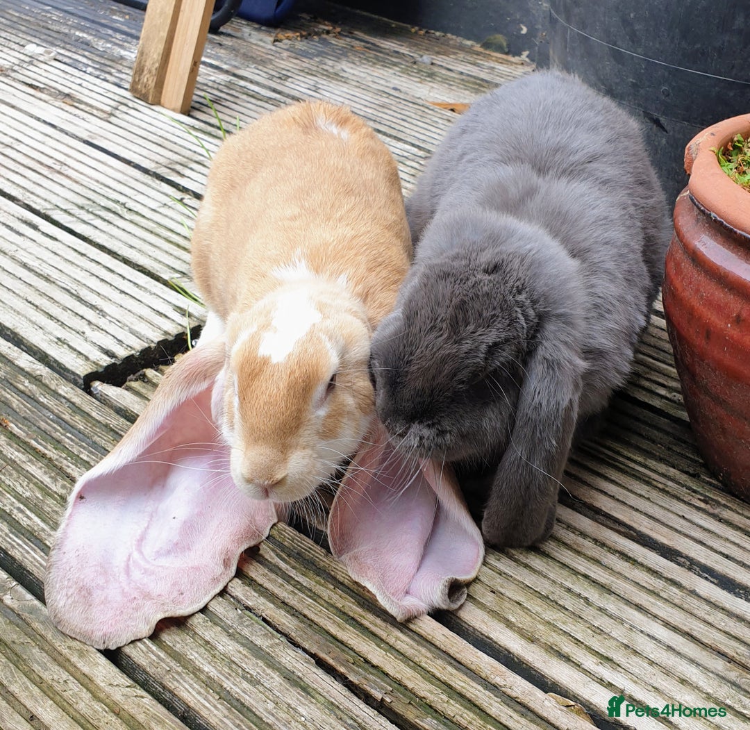 English Lop rabbits for sale: Giant engilsh lop  - Advert 4