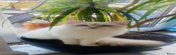 Ragdoll cats for sale:  Beautiful Tica Active Registered Ragdoll Girls  - Advert 7