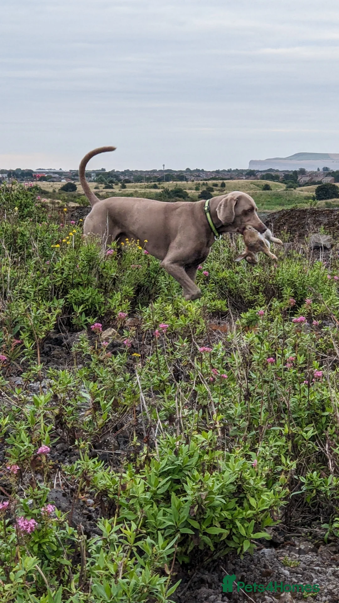 Weimaraner dogs for stud: Athletic Weimaraner to stud - Advert 3