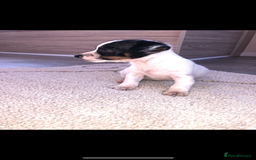 Jack Russell dogs for sale: Jack Russell  - Image 5