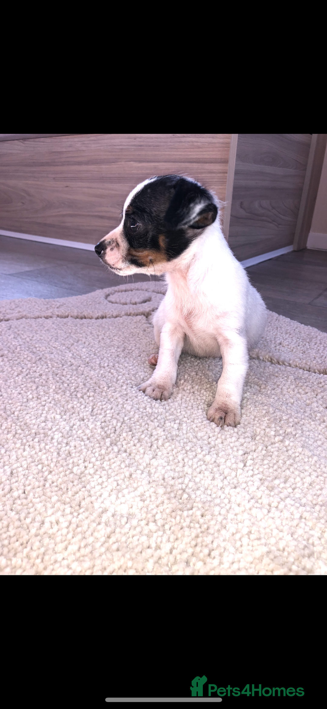 Jack Russell dogs for sale: Jack Russell  - Image 5