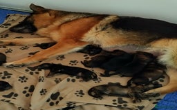 German Shepherd dogs for sale: GERMAN SHEPHERD PUPPIES FOR SALE - Image 2