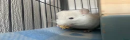 Chinchilla rodents for sale: Male Baby White Mosaic Chinchilla  in Bristol - Advert 8