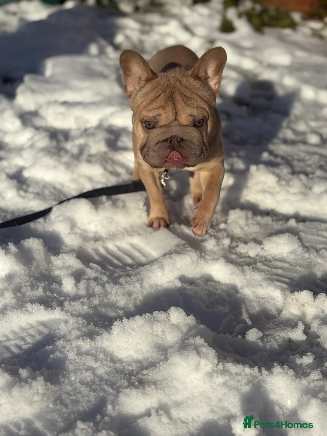 French Bulldog dogs for sale: French bulldog for rehoming in Oldbury - Advert 1