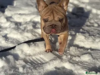 French Bulldog dogs French bulldog for rehoming in Oldbury - Advert 1