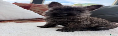 Cairn Terrier 6