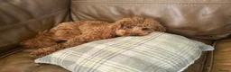 Poodle dogs for stud: Kc Fox red toy poodle for stud  - Advert 22