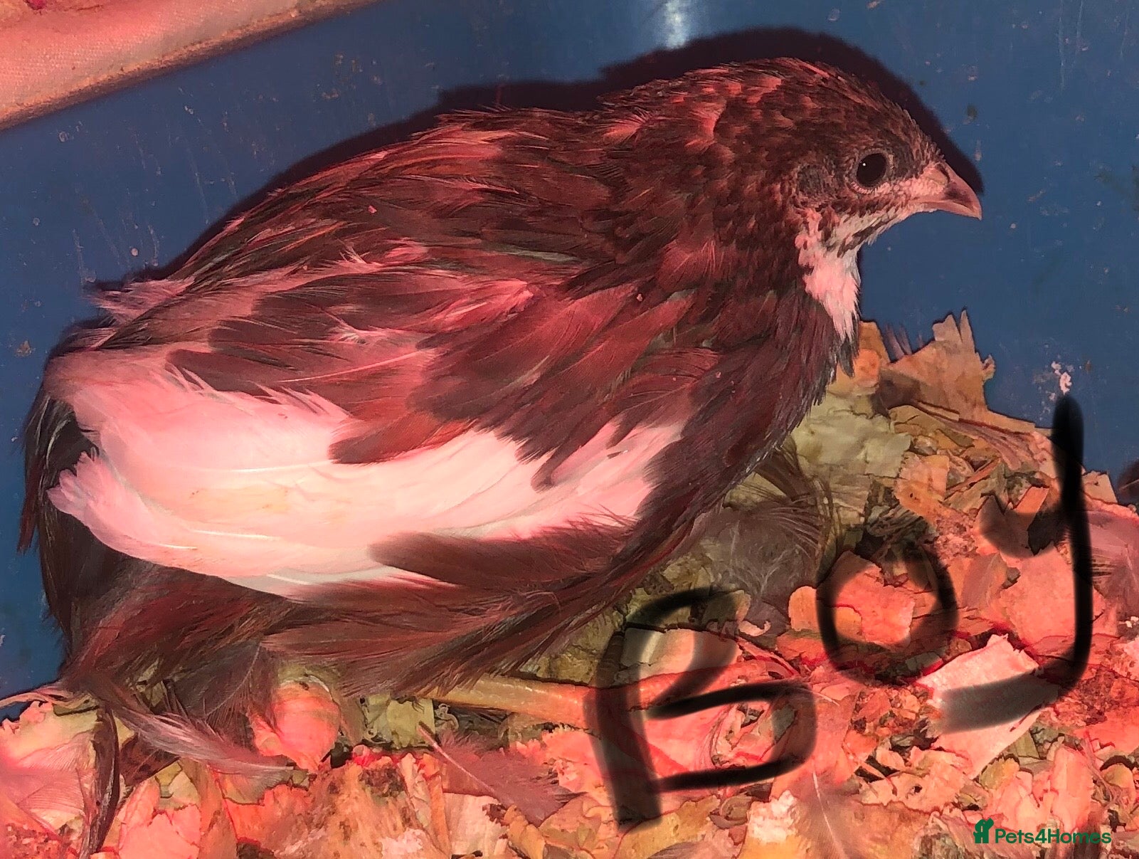 Quail poultry CHINESE PAINTED BUTTON QUAILS/SEXED GROUP ! - Advert 3