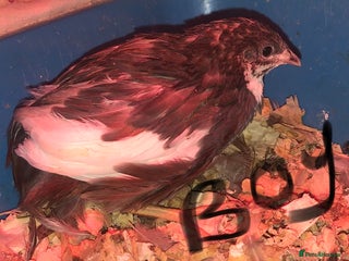 Quail poultry CHINESE PAINTED BUTTON QUAILS/SEXED GROUP ! - Advert 3