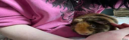 Guinea Pig rodents for sale: Single male guinea pig for sale  in Frome - Advert 4