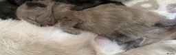 Mixed Breed cats for sale: Siamese/domestic shorthair kittens - Advert 5