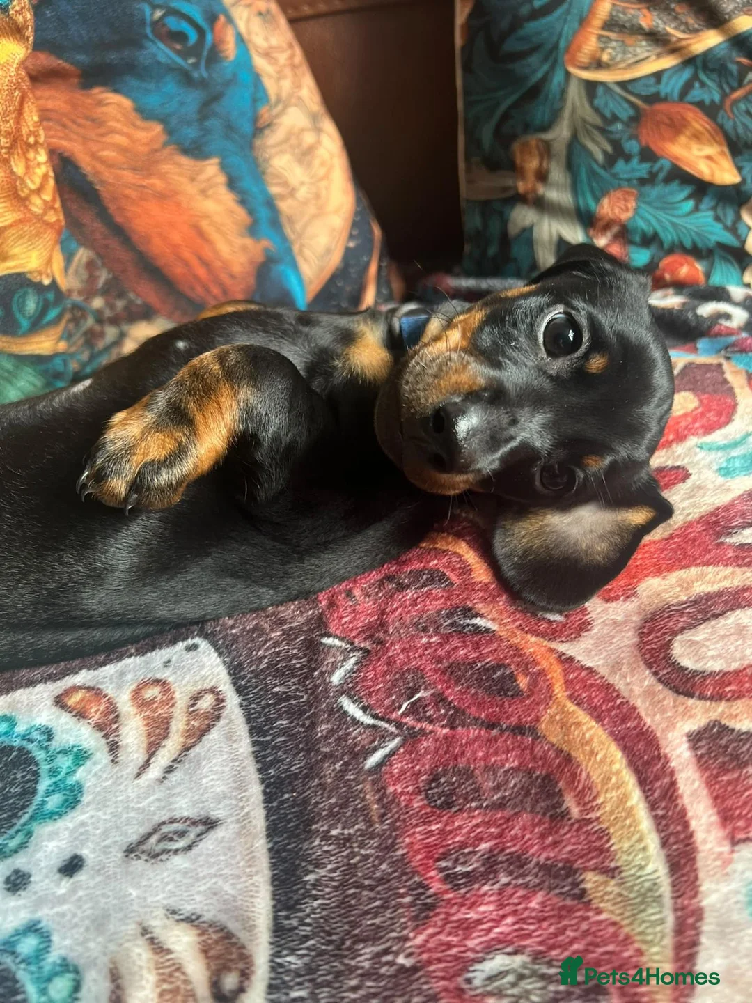 Miniature Dachshund dogs for sale: Miniature dachshund pups - Advert 35