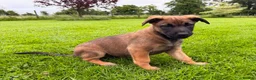Belgian Shepherd Dog dogs for sale: Belgian Malinois - Advert 4