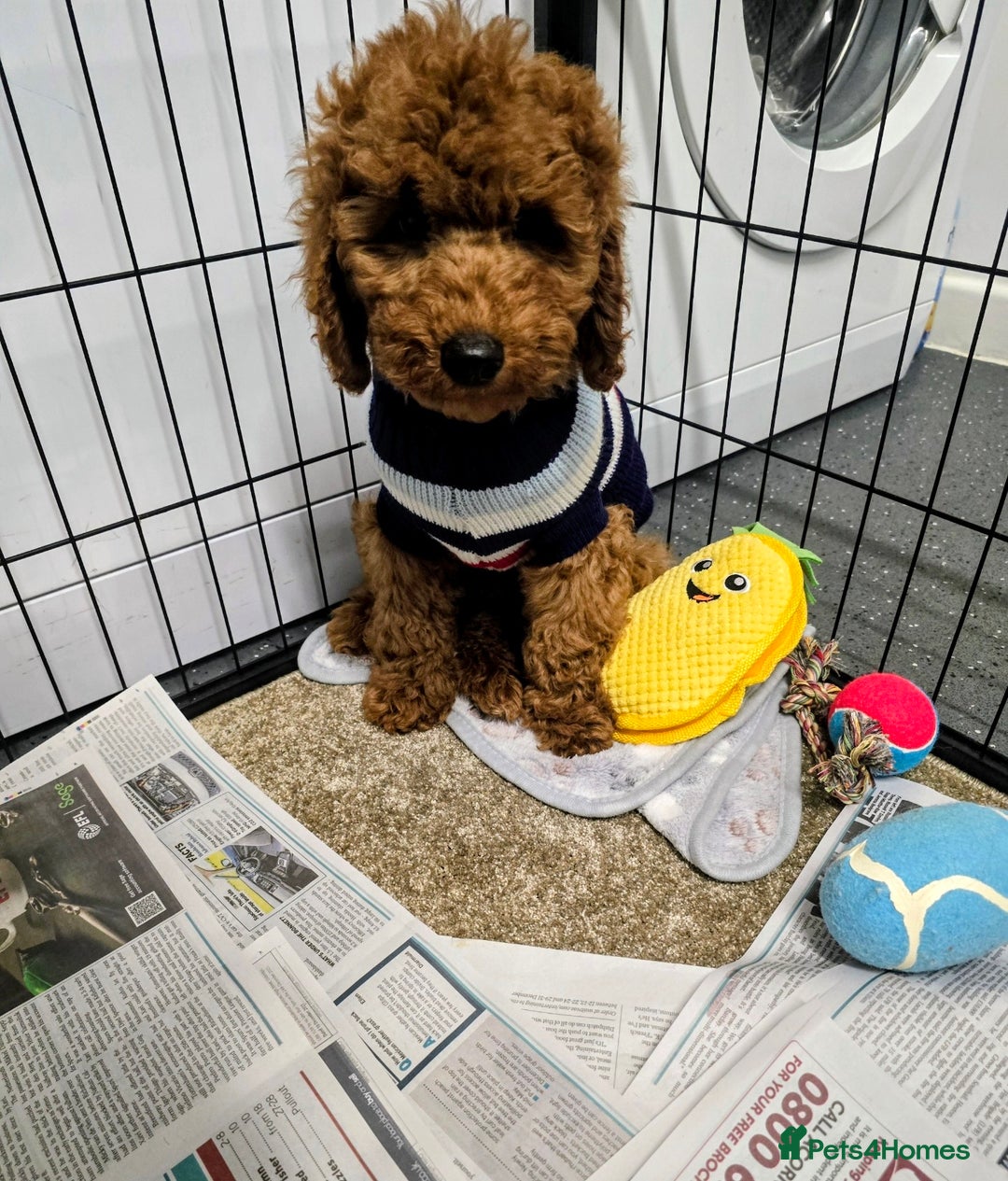 Miniature Poodle dogs for sale: MINIATURE POODLE BOYS NOW AVAILABLE!  - Advert 4