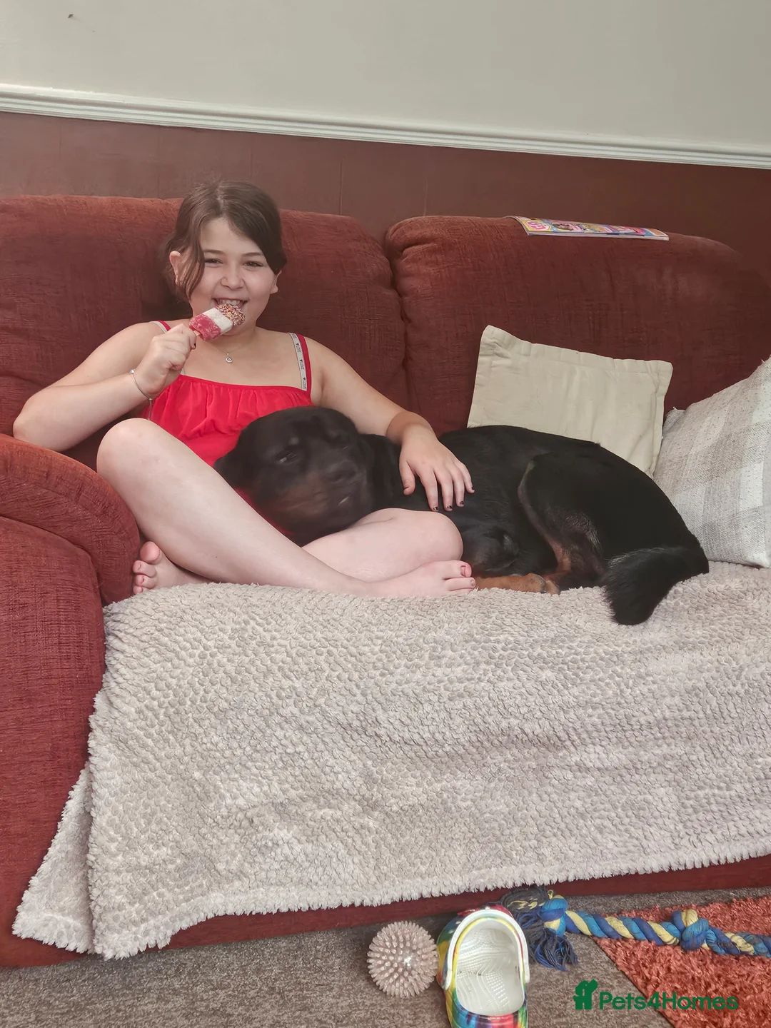 Rottweiler dogs for stud: Rottweiler stud halifax proven  in Halifax - Advert 2