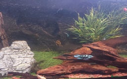 Cichlids fish for sale: Fish tank full 240lt set up - Image 3