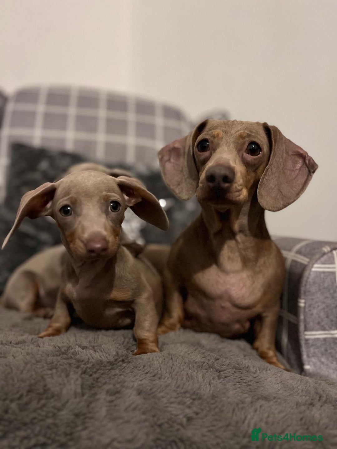 Miniature Dachshund dogs for sale: 💕Beautiful Isabella 💕Miniature Dachshund Puppies - Advert 2