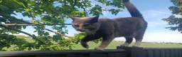 British Shorthair cats for sale: 2 FEMALE CATS FOR SALE  in Spalding - Advert 3