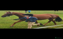 Riding pony horses for sale: Stunning show pony  - Image 4