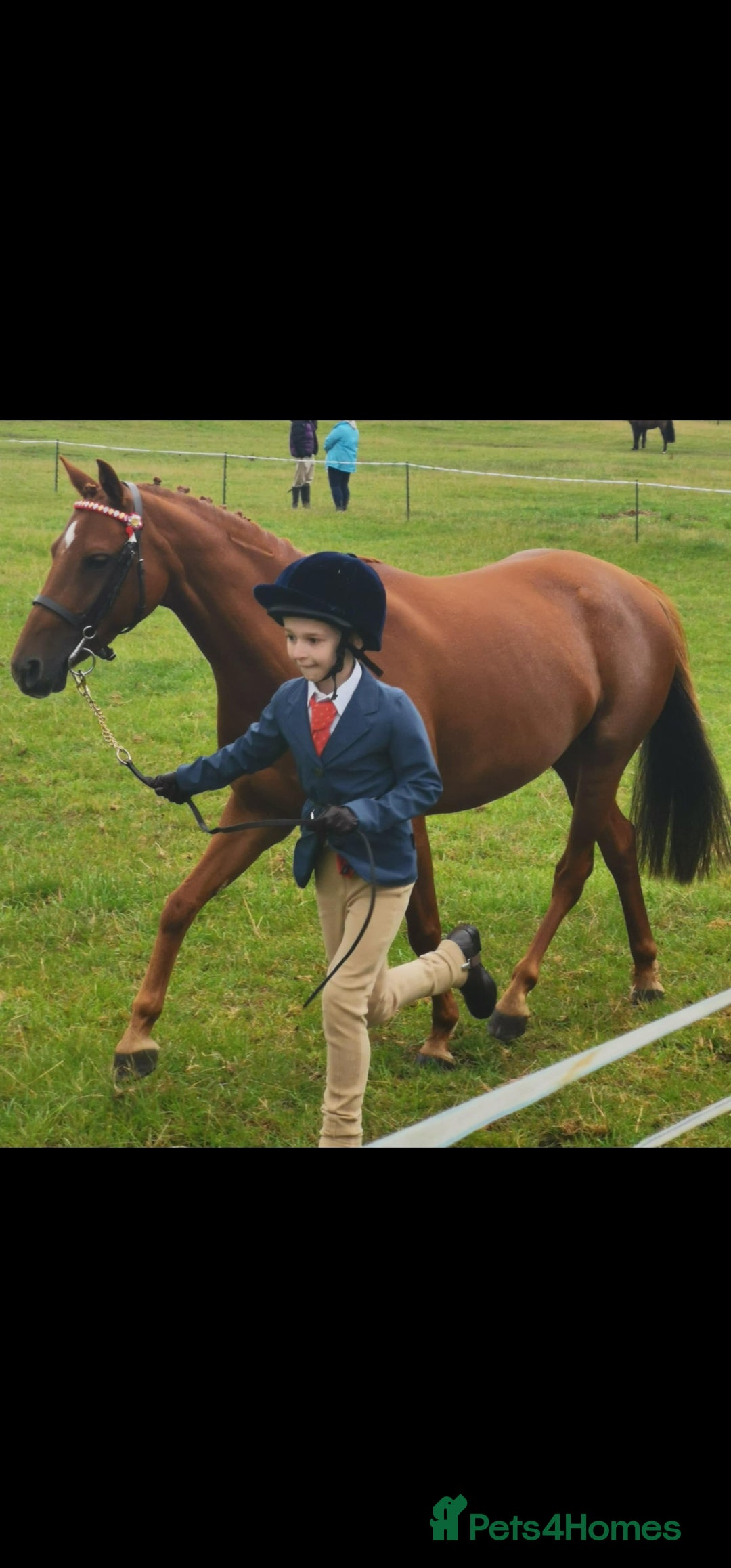 Riding pony horses for sale: Stunning show pony  - Image 4