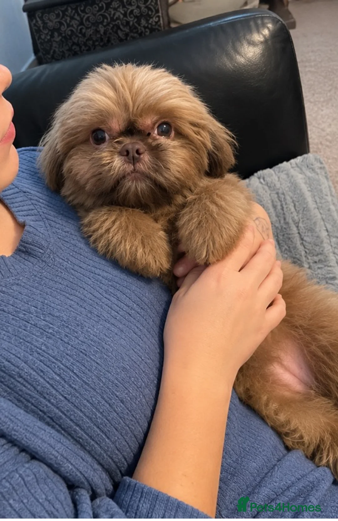 Shih Tzu dogs for sale: Beautiful miniature Shih tzu for sale  - Advert 1