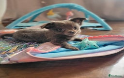 Chihuahua dogs for sale: Beautiful chihuahua baby girl  - Image 4