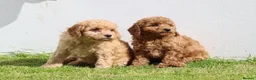Cockapoo dogs for sale: Beautiful Cockapoo puppies for sale  in Llanelli - Advert 27