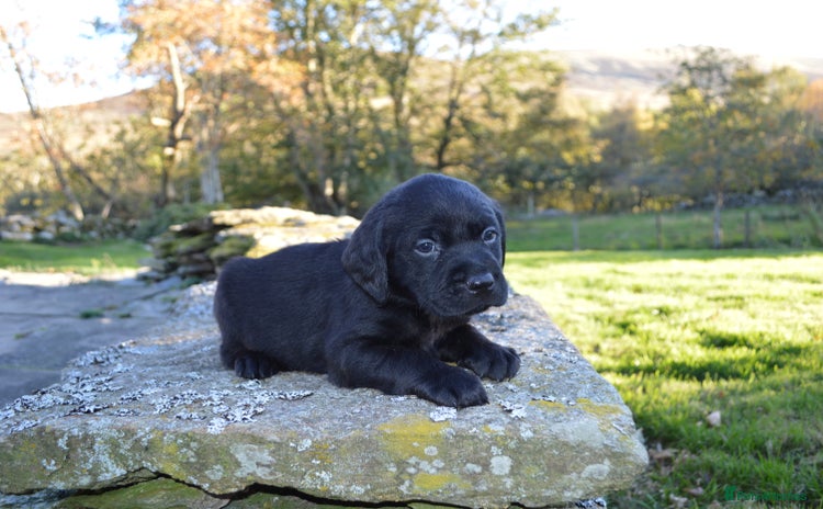 Labrador Retriever dogs - Advert 5