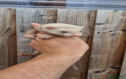 Ferret rodents for sale: Hob kit working lines - Image 3