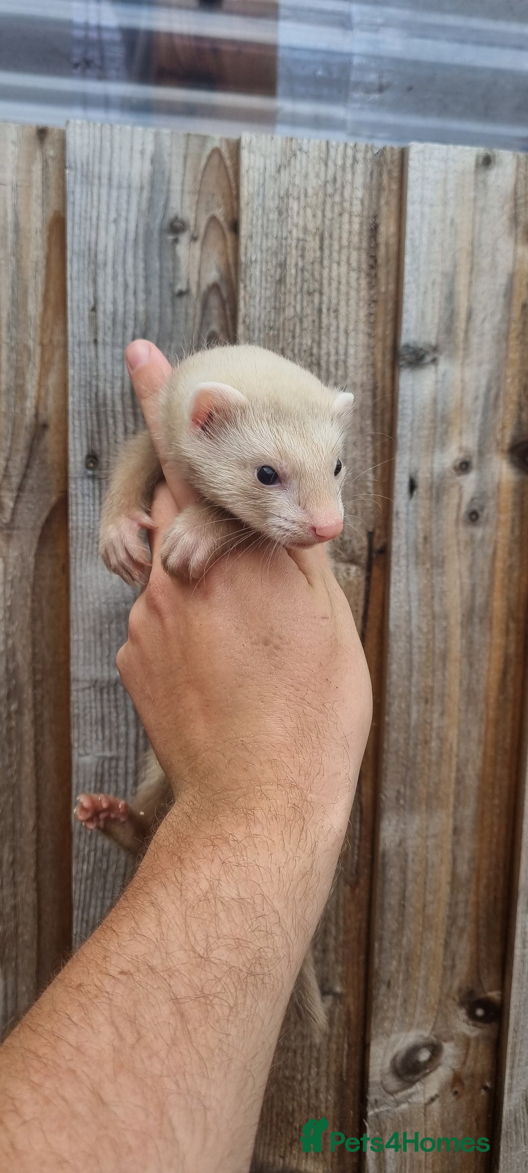 Ferret rodents for sale: Hob kit working lines - Image 3
