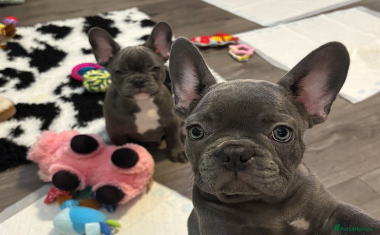 French Bulldog dogs - Advert 14