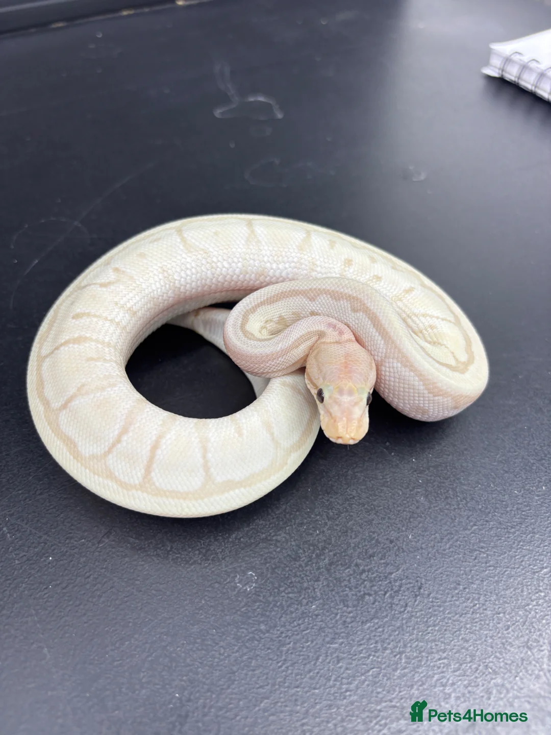 Python Snake reptiles for sale: Ball pythons for sale  - Advert 10