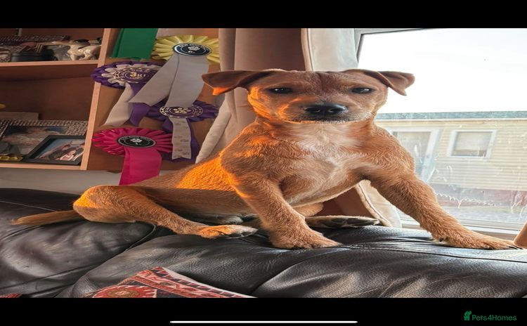 Lakeland Terrier dogs - Advert 2