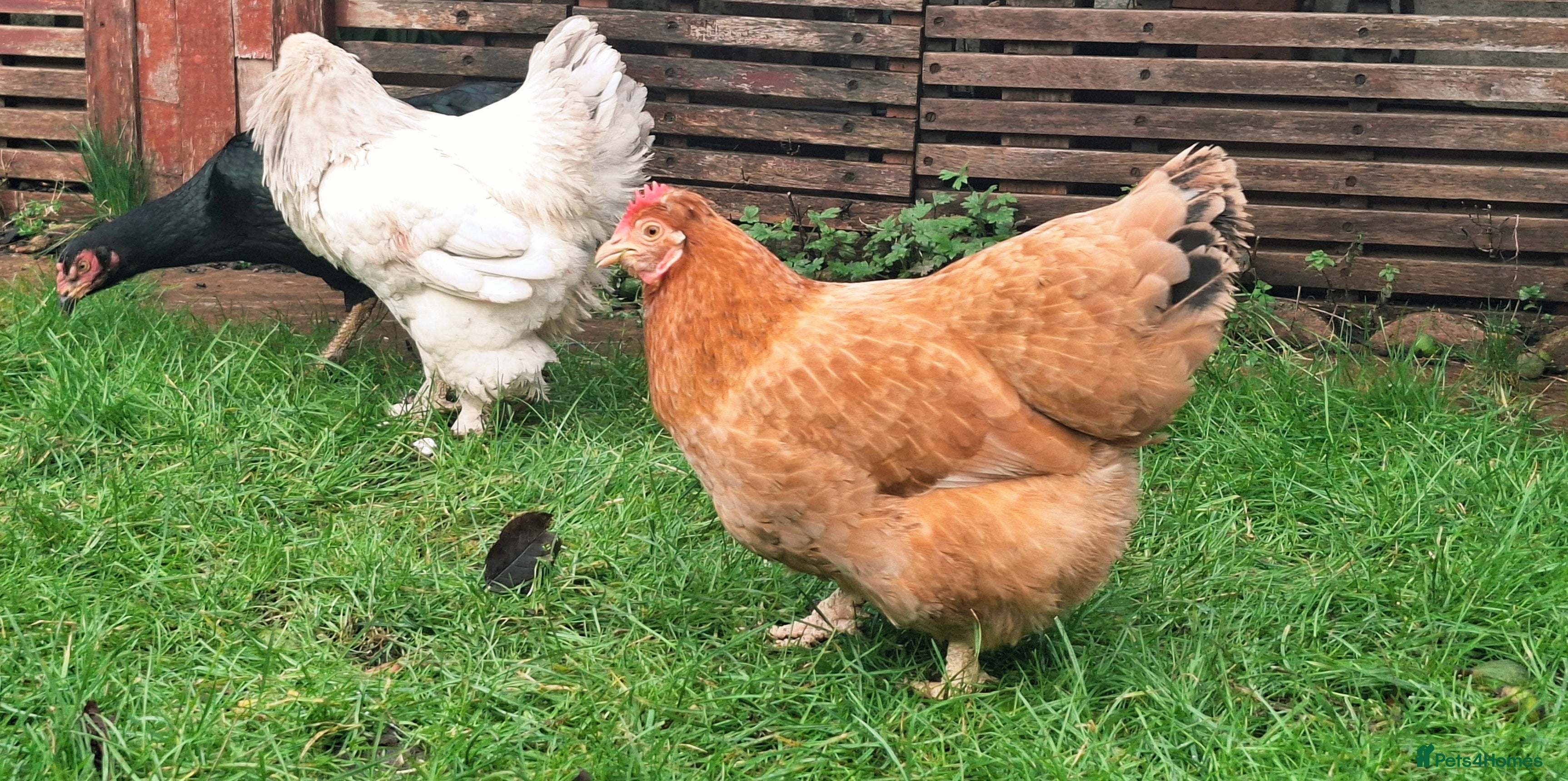 Chickens poultry Shamo Hen, Brahma Bantam Rooster & a hybrid. - Advert 1