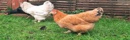 Chickens poultry for sale: Shamo Hen, Brahma Bantam Rooster & a hybrid. - Advert 1