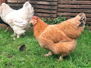 Chickens poultry Shamo Hen, Brahma Bantam Rooster & a hybrid. - Advert 3