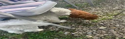 Toy Poodle dogs for sale: 11 week old Toy Poodle  - Advert 2
