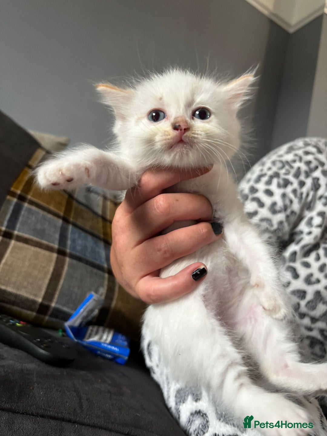 Ragdoll cats for sale: 8 gorgeous ragdoll kitten - Image 5