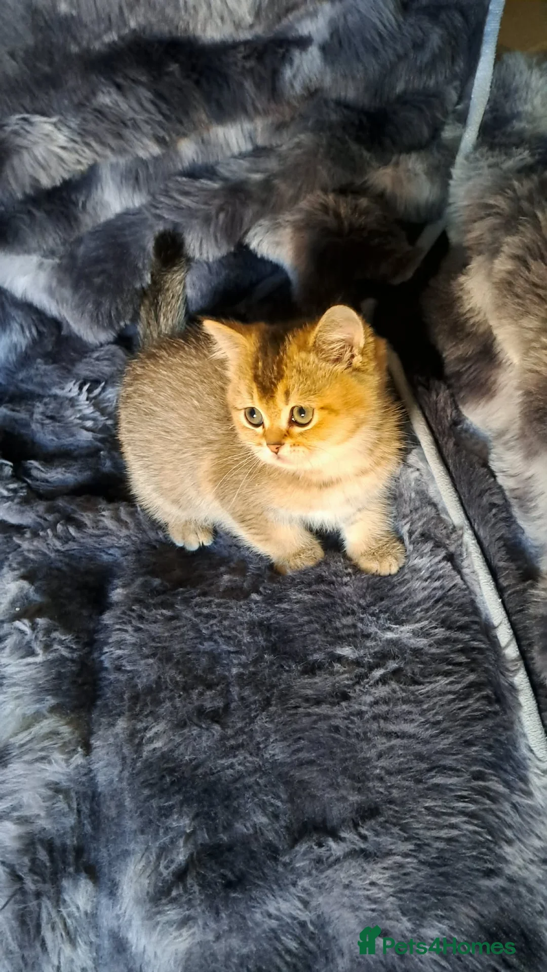 Scottish Fold cats for sale: Teddy bear - Advert 4