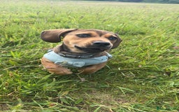 Mixed Breed dogs for sale: Dachshund  - Image 2